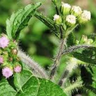 Planta Medicinal  - Erva de São  Jõão