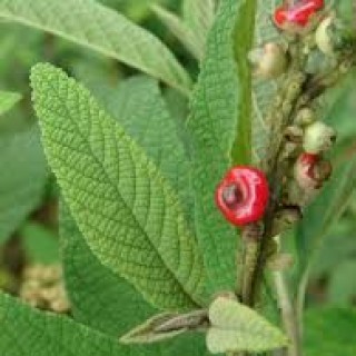 Planta Medicinal