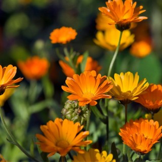 Planta Medicinal Calêndula , Nome cientifico Calêndula Officinales,  também conhecida como Bem me quer, Mal me quer.